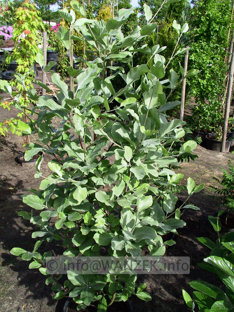 Sorbus aria Gigantea 04.jpg